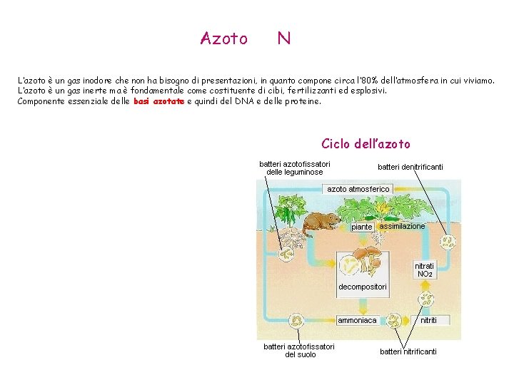 Azoto N L’azoto è un gas inodore che non ha bisogno di presentazioni, in