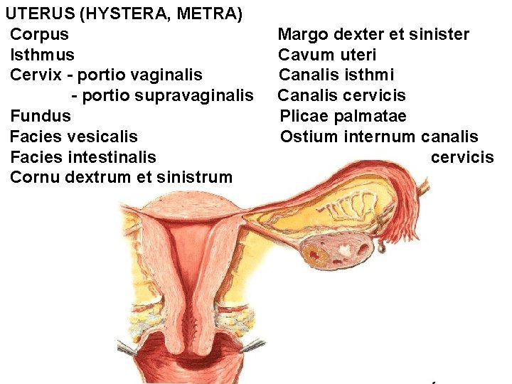 UTERUS (HYSTERA, METRA) Corpus Isthmus Cervix - portio vaginalis - portio supravaginalis Fundus Facies