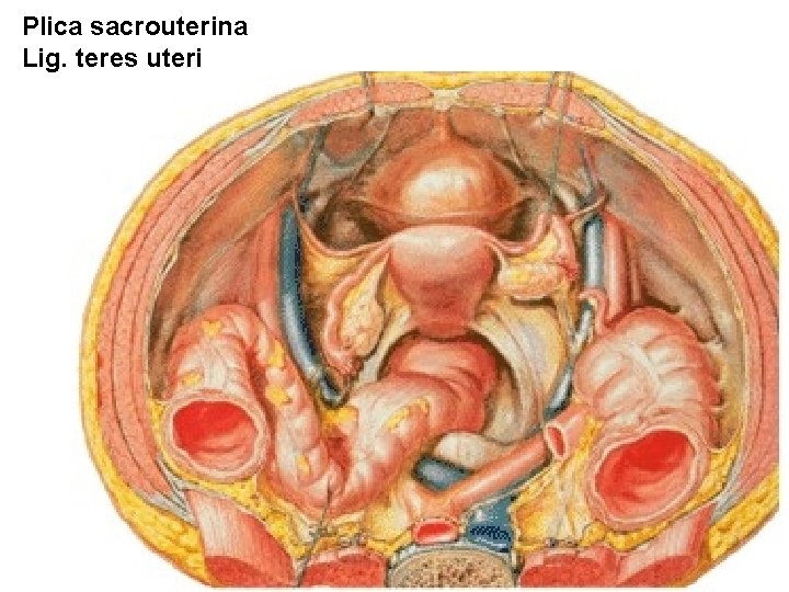 Plica sacrouterina Lig. teres uteri 