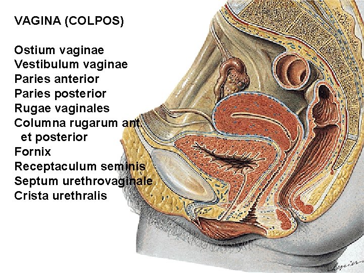 VAGINA (COLPOS) Ostium vaginae Vestibulum vaginae Paries anterior Paries posterior Rugae vaginales Columna rugarum