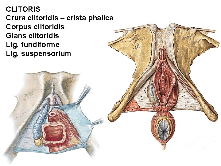 CLITORIS Crura clitoridis – crista phalica Corpus clitoridis Glans clitoridis Lig. fundiforme Lig. suspensorium