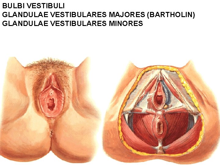 BULBI VESTIBULI GLANDULAE VESTIBULARES MAJORES (BARTHOLl. N) GLANDULAE VESTIBULARES MINORES 