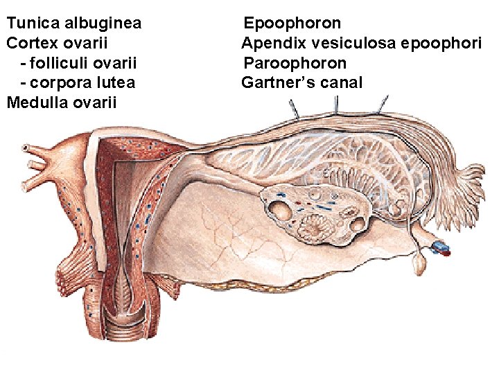 Tunica albuginea Cortex ovarii - folliculi ovarii - corpora lutea Medulla ovarii Epoophoron Apendix