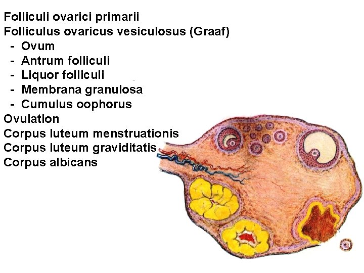 Folliculi ovarici primarii Folliculus ovaricus vesiculosus (Graaf) - Ovum - Antrum folliculi - Liquor