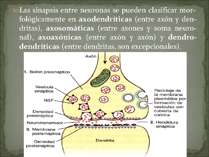  Las sinapsis entre neuronas se pueden clasificar mor- fológicamente en axodendríticas (entre axón