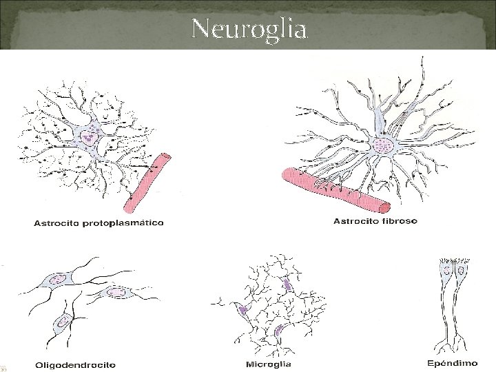 Neuroglia 