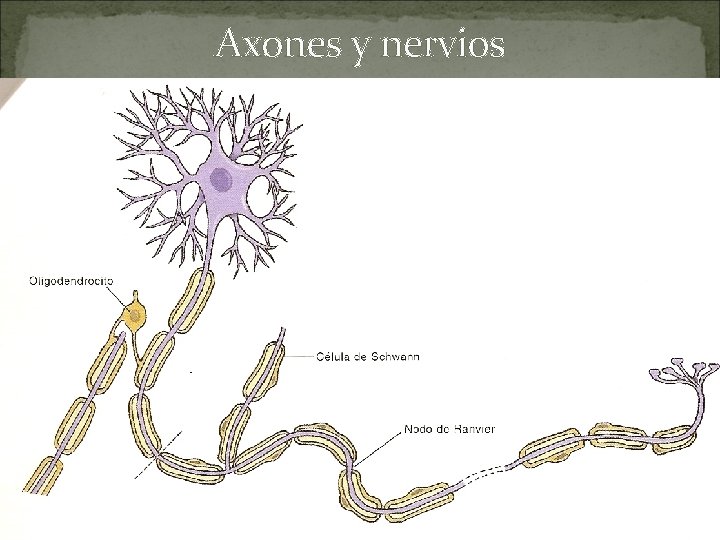 Axones y nervios 