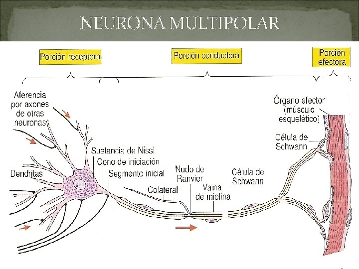 NEURONA MULTIPOLAR 
