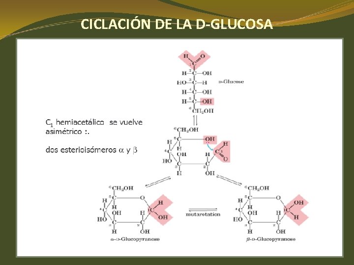 CICLACIÓN DE LA D-GLUCOSA CICLACIÓN DE LA D-GLUCOSA
