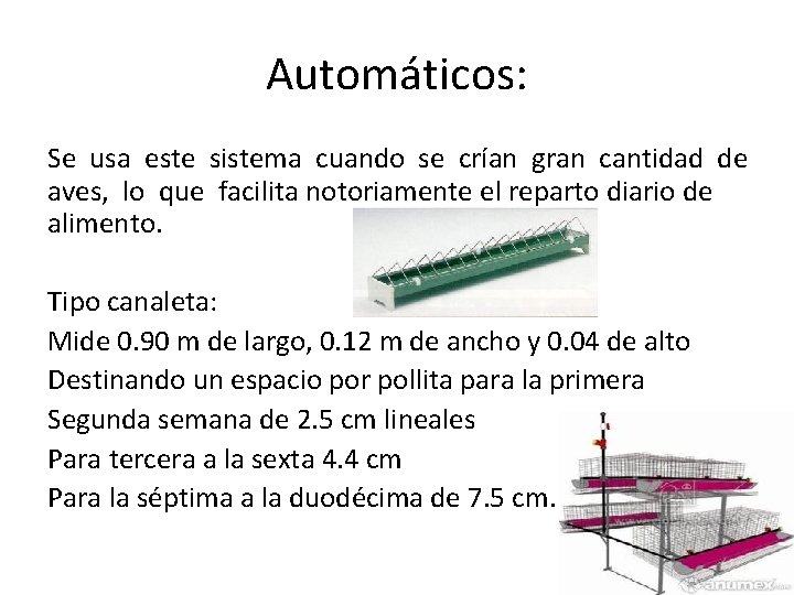 Automáticos: Se usa este sistema cuando se crían gran cantidad de aves, lo que