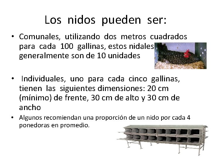 Los nidos pueden ser: • Comunales, utilizando dos metros cuadrados para cada 100 gallinas,