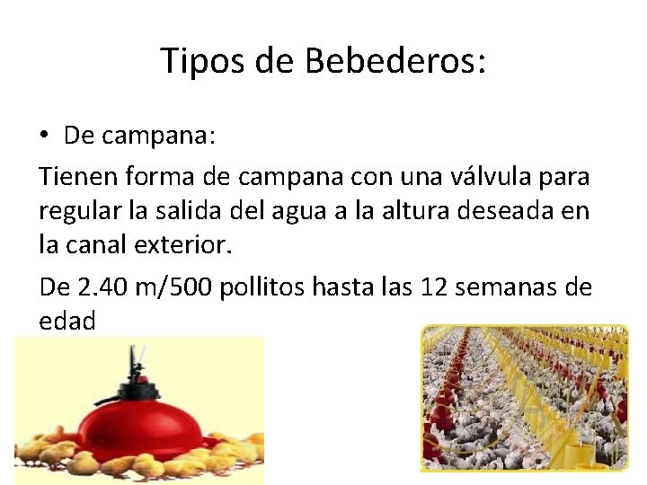 Tipos de Bebederos: • De campana: Tienen forma de campana con una válvula para