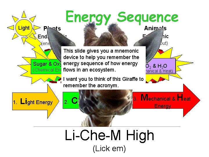 Light Energy Sequence Animals Plants Endothermic Exothermic (energy in) (energy out) This slide gives