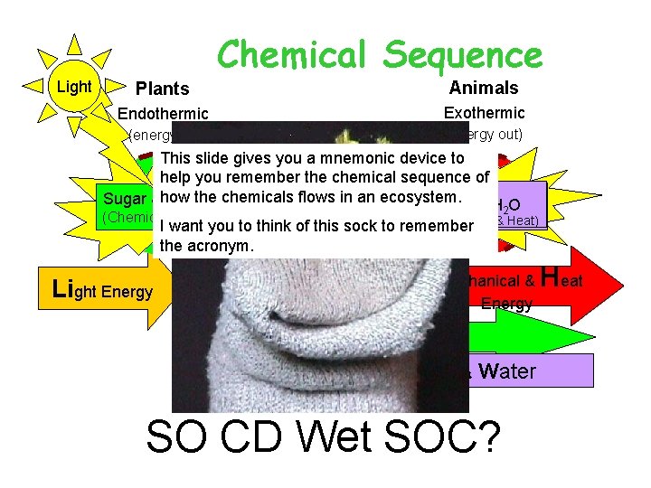 Chemical Sequence Light Plants Animals Endothermic Exothermic (energy in) (energy out) This slide gives