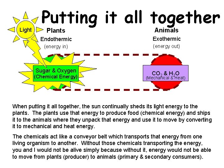 Light Putting it all together Plants Animals Endothermic Exothermic (energy in) (energy out) Sugar.