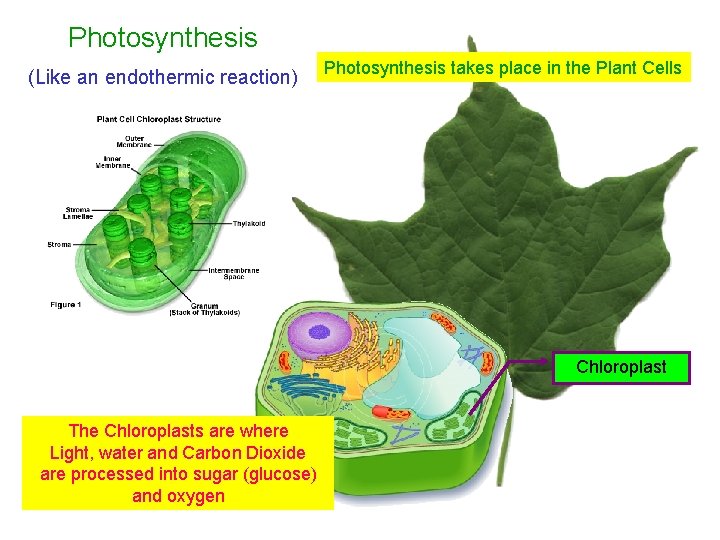 Photosynthesis (Like an endothermic reaction) Photosynthesis takes place in the Plant Cells Chloroplast The