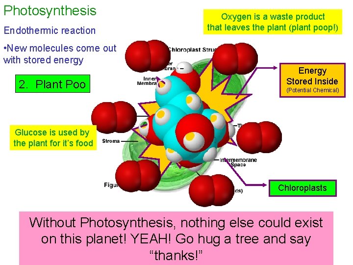 Photosynthesis Endothermic reaction Oxygen is a waste product that leaves the plant (plant poop!)