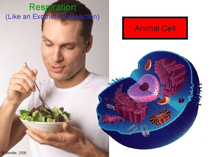 Respiration (Like an Exothermic Reaction) Animal Cell © Beadle, 2009 