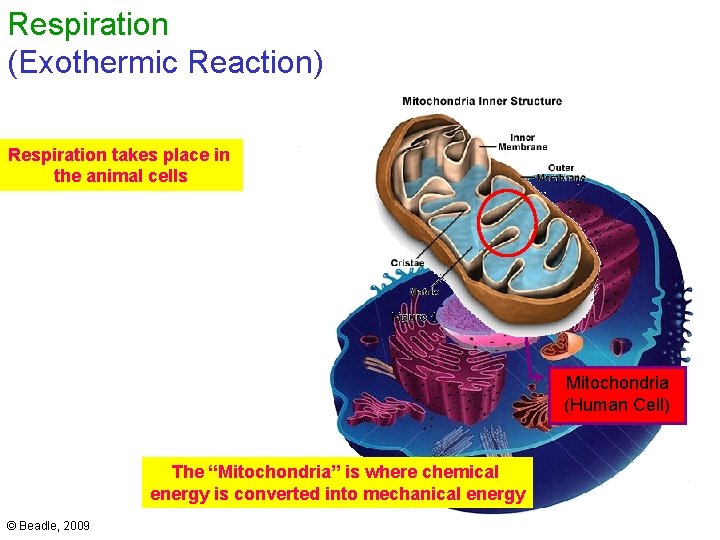 Respiration (Exothermic Reaction) Respiration takes place in the animal cells Mitochondria (Human Cell) The