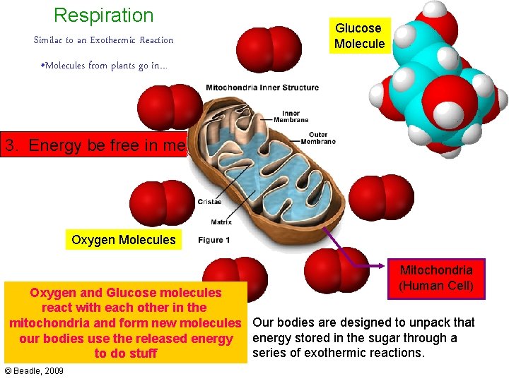 Respiration Similar to an Exothermic Reaction Glucose Molecule • Molecules from plants go in…