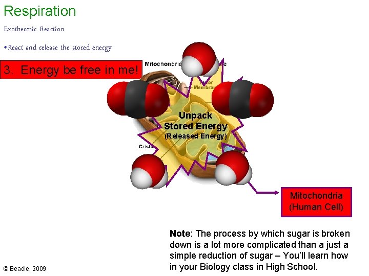 Respiration Exothermic Reaction • React and release the stored energy 3. Energy be free