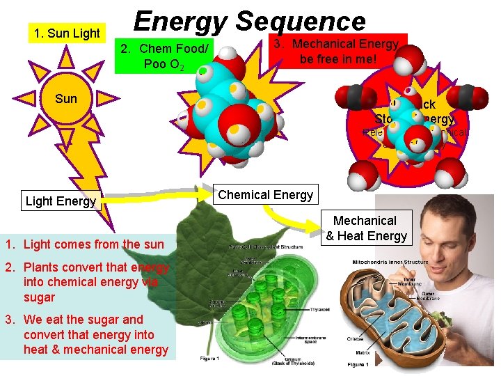 1. Sun Light Energy Sequence 2. Chem Food/ Poo O 2 3. Mechanical Energy