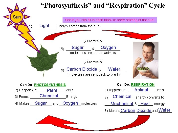 “Photosynthesis” and “Respiration” Cycle Sun See if you can fill in each blank in