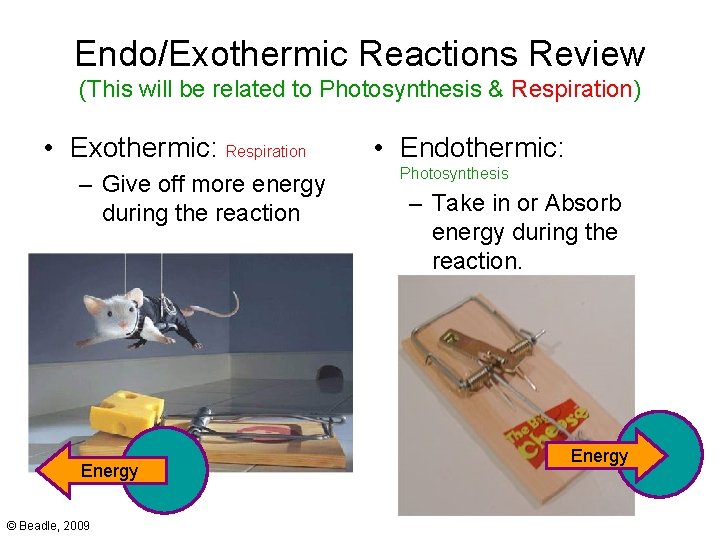 Endo/Exothermic Reactions Review (This will be related to Photosynthesis & Respiration) • Exothermic: Respiration