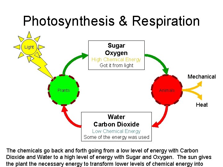 Photosynthesis & Respiration Sugar Oxygen Light High Chemical Energy Got it from light Mechanical