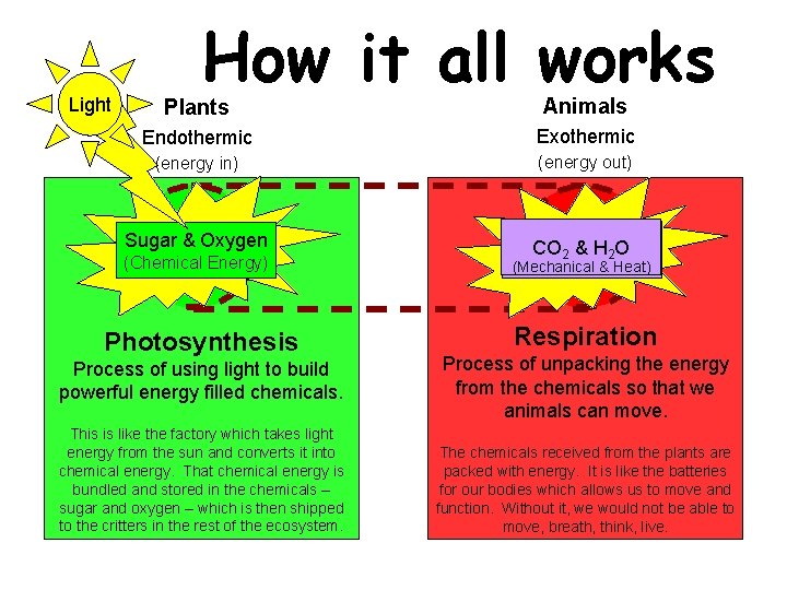 Light How it all works Plants Animals Endothermic Exothermic (energy in) (energy out) Sugar.