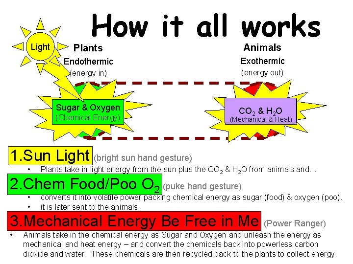 Light How it all works Plants Animals Endothermic Exothermic (energy in) (energy out) Sugar.