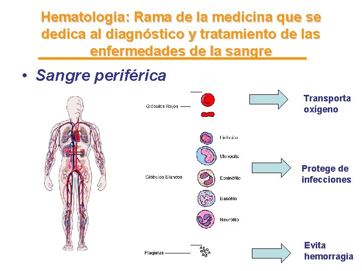 Hematología: Rama de la medicina que se dedica al diagnóstico y tratamiento de las Hematología: Rama de la medicina que se dedica al diagnóstico y tratamiento de las