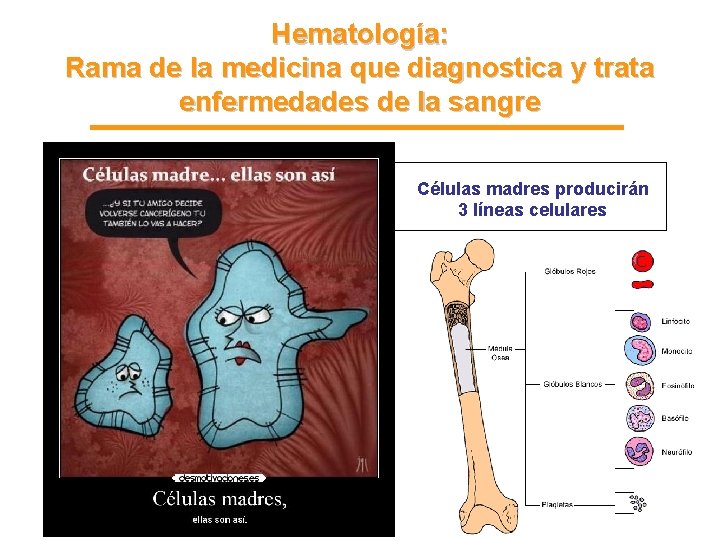 Hematología: Rama de la medicina que diagnostica y trata enfermedades de la sangre Células Hematología: Rama de la medicina que diagnostica y trata enfermedades de la sangre Células