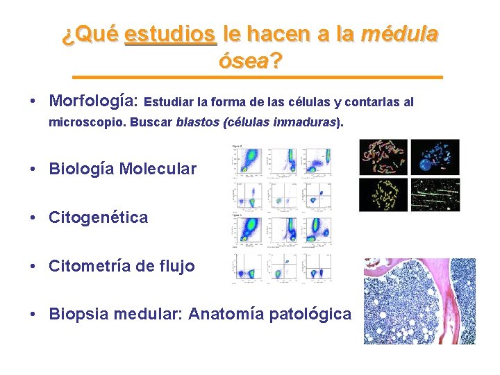 ¿Qué estudios le hacen a la médula ósea? • Morfología: Estudiar la forma de ¿Qué estudios le hacen a la médula ósea? • Morfología: Estudiar la forma de
