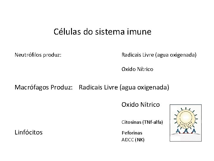 Células do sistema imune Neutrófilos produz: Radicais Livre (agua oxigenada) Oxido Nítrico Macrófagos Produz: