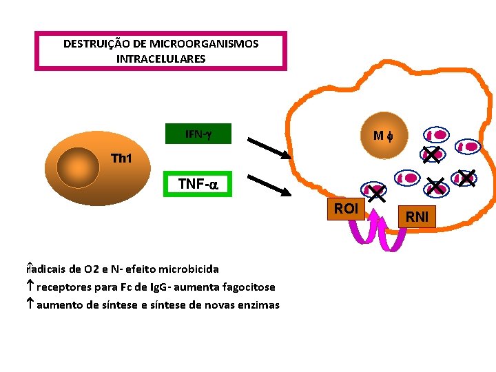 DESTRUIÇÃO DE MICROORGANISMOS INTRACELULARES IFN-g M Th 1 TNF-a ROI r adicais de O