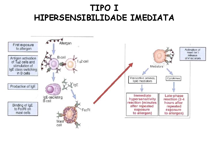 TIPO I HIPERSENSIBILIDADE IMEDIATA 