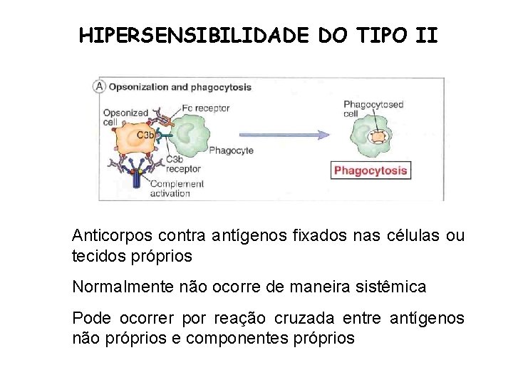 HIPERSENSIBILIDADE DO TIPO II Anticorpos contra antígenos fixados nas células ou tecidos próprios Normalmente