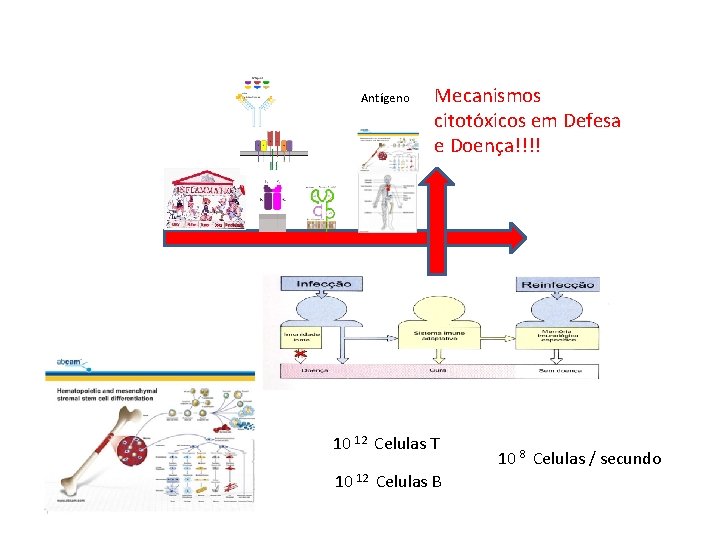 Antígeno Mecanismos citotóxicos em Defesa e Doença!!!! 10 12 Celulas T 10 12 Celulas