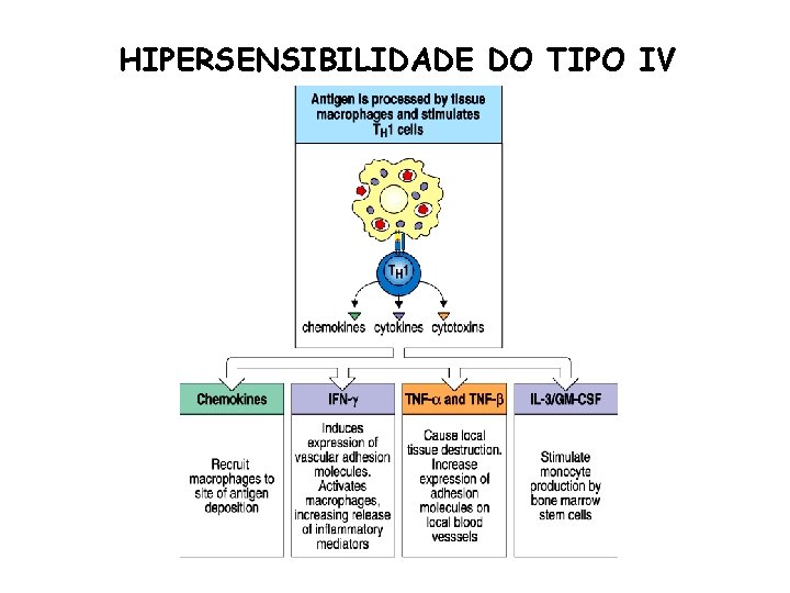 HIPERSENSIBILIDADE DO TIPO IV 