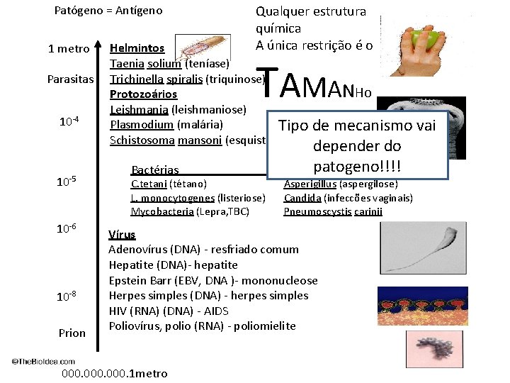 Patógeno = Antígeno 1 metro Parasitas 10 -4 10 -5 10 -6 10 -8
