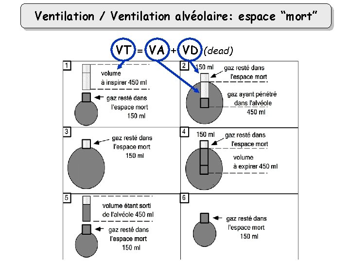 Ventilation / Ventilation alvéolaire: espace “mort” VT = VA + VD (dead) 