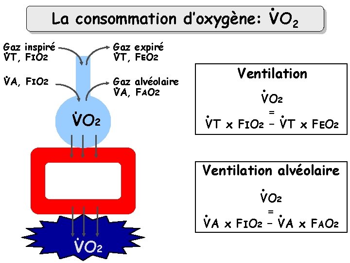 . La consommation d’oxygène: VO 2 Gaz inspiré VT, FIO 2 Gaz expiré VT,