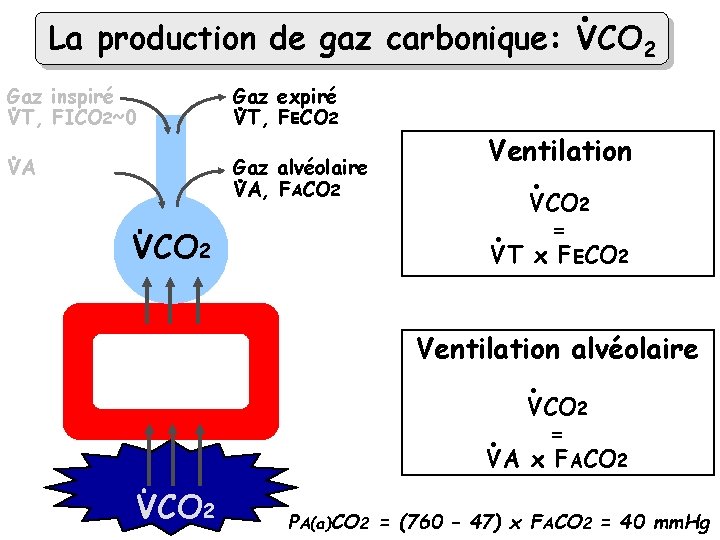 . La production de gaz carbonique: VCO 2 Gaz inspiré VT, FICO 2~0 Gaz