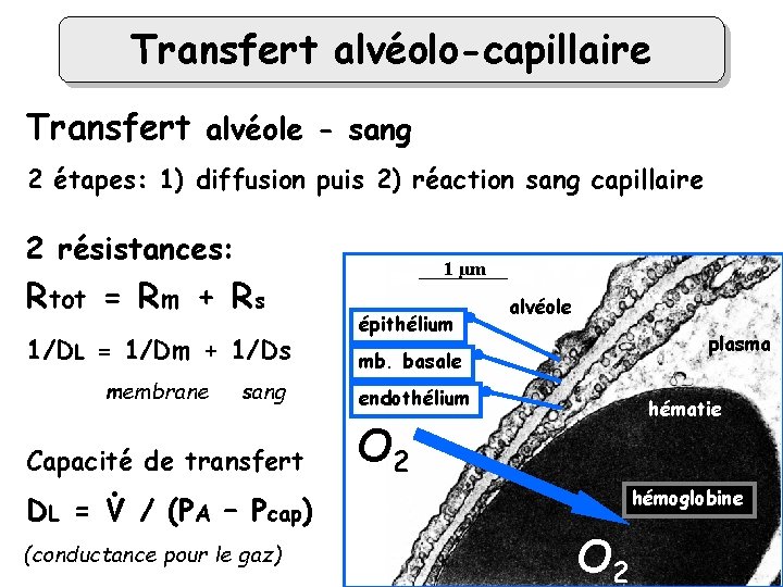 Transfert alvéolo-capillaire Transfert alvéole - sang 2 étapes: 1) diffusion puis 2) réaction sang