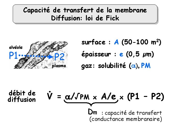 Capacité de transfert de la membrane Diffusion: loi de Fick surface : A (50