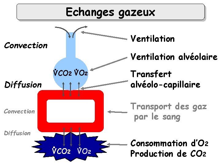 Echanges gazeux Ventilation Convection Ventilation alvéolaire VCO 2 VO 2 alvéole Diffusion Transfert alvéolo-capillaire