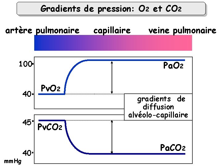 Gradients de pression: O 2 et CO 2 artère pulmonaire 100 40 45 mm.