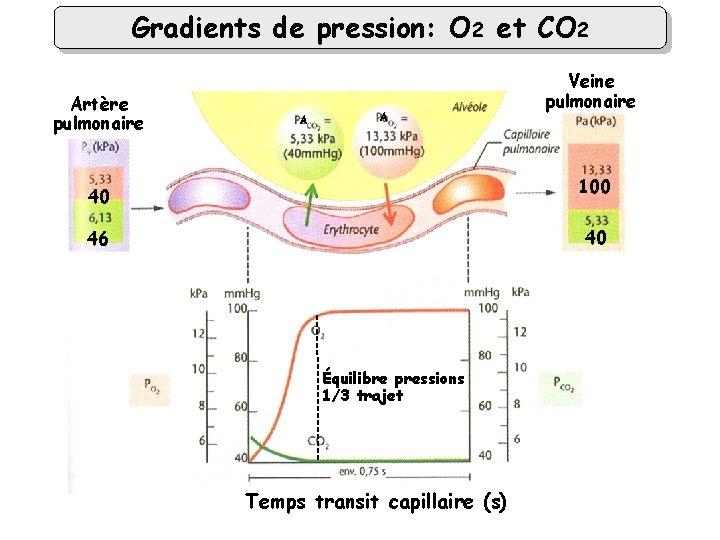 Gradients de pression: O 2 et CO 2 Artère pulmonaire A A Veine pulmonaire
