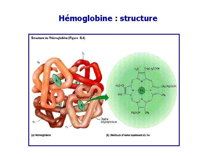 Hémoglobine : structure 